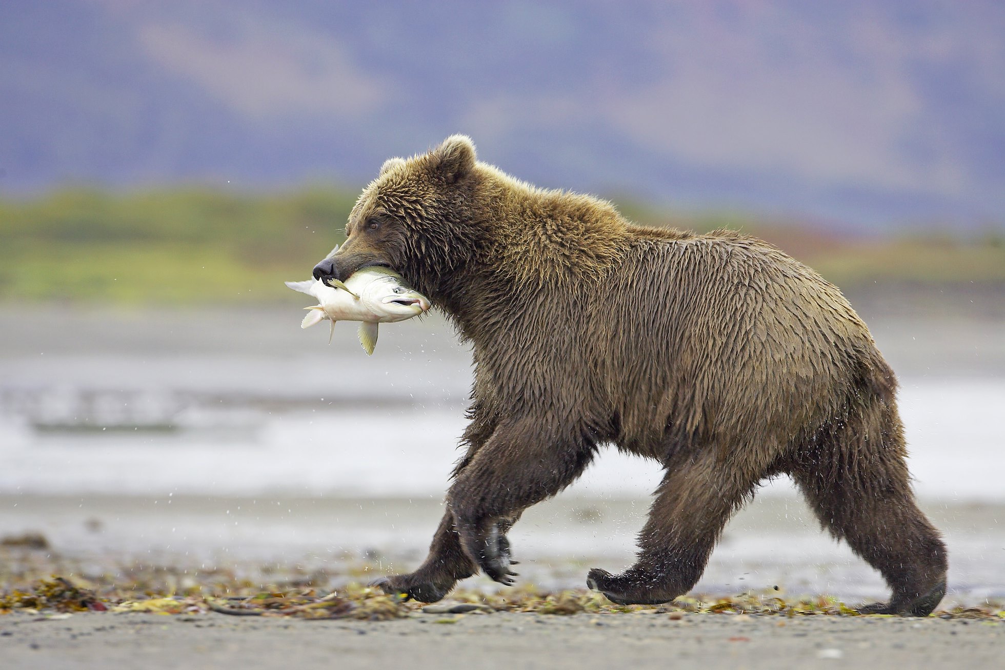 Grizzly0033